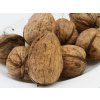 Ořešák 'Bohumil'  Juglans regia 'Bohumil'