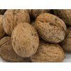 Ořešák 'Jupiter'  Juglans regia  'Jupiter'