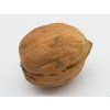 Ořešák 'Mars'  Juglans regia 'Mars'