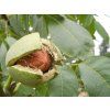 Ořešák 'Mars'  Juglans regia 'Mars'