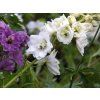 Delphinium 'Pacific Serie Galahad' (1)