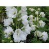 Ostrožka 'Pacific-Serie Galahad' - Delphinium 'Pacific-Serie Galahad'  Delphinium 'Pacific-Serie Galahad'