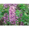 Ostrožka 'Magic Fountains Deep Rose White Bee' - Delphinium 'Magic Fountains Deep Rose White Bee'  Delphinium 'Magic Fountains Deep Rose White Bee'