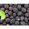 Ostružiník 'Black Satin'  Rubus fruticosus 'Black Satin'