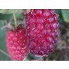 Ostružinomalina 'LoganBerry'  Rubus x loganobaccus 'LoganBerry'