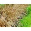 Ostřice chocholatá 'Bronze Form' - Carex comans 'Bronze Form'  Carex comans 'Bronze Form'