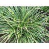 Ostřice japonská  'Variegata' - Carex morrowii 'Variegata'  Carex morrowii 'Variegata'