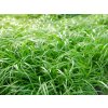 Carex caryophyllea The Beatles 79045 1 2048x2048