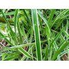 Ostřice ptačí noha 'Varieagata' -  Carex ornithopoda 'Varieagata'  Carex ornithopoda 'Varieagata'
