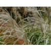 Ozdobnice čínská 'Graziella'  Miscanthus sinensis 'Graziella'