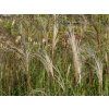 Miscanthus Malepartus