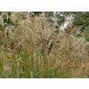 Ozdobnice čínská 'Nishidake' - Miscanthus sinensis 'Nishidake'  Miscanthus sinensis 'Nishidake'