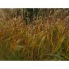 Ozdobnice čínská 'Nishidake' - Miscanthus sinensis 'Nishidake'  Miscanthus sinensis 'Nishidake'