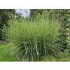 Ozdobnice ��nsk� �Strictus�- Miscanthus sinensis �Strictus� (Balen� kontejner C12, Tvar v��ka 100-125cm)