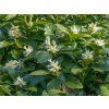 Pachysandra klasnatá 'Green Carpet' - Pachysandra terminalis 'Green Carpet'  Pachysandra terminalis 'Green Carpet'