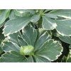 Pachysandra klasnatá 'Variegata' - Pachysandra terminalis 'Variegata'  Pachysandra terminalis 'Variegata'
