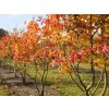 Parrotie perská 'Bella'  Parrotia persica 'Bella'
