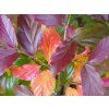 Parrotie perská 'Bella'  Parrotia persica 'Bella'