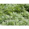 Artemisia schmidtiana 'Silver Mound'