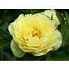 55431 55431 55431 pivonka yellow crown paeonia yellow crown