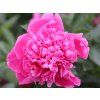 Pivoňka čínská 'Amabilis' - Paeonia lactiflora 'Amabilis'  Paeonia lactiflora 'Amabilis'