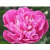Pivoňka čínská 'Amabilis' - Paeonia lactiflora 'Amabilis'  Paeonia lactiflora 'Amabilis'