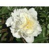 Pivoňka čínská 'Laura Dessert' - Paeonia lactiflora 'Laura Dessert'  Paeonia lactiflora 'Laura Dessert'