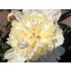 Pivoňka čínská 'Laura Dessert' - Paeonia lactiflora 'Laura Dessert'  Paeonia lactiflora 'Laura Dessert'