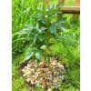 55491 1 pivonka cinska shirley temple paeonia lactiflora shirley temple