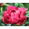 55560 pivonka drevita nishigetsu nishiki