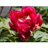 Paeonia suffruticosa 'Nichigetsu Nishiki' (1)
