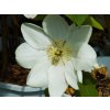 55692 2 clematis guersney 2