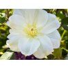 55692 plamenek guernsey cream