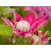 Plamének 'Kaiser'  Clematis 'Kaiser'