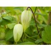 Plamének 'Lemon Dream'  Clematis 'Lemon Dream'