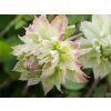 Plamének 'Midori'  Clematis 'Midori'