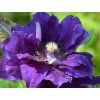 Plamének 'Shin-Shigyoku'  Clematis 'Shin-Shigyoku'