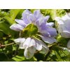 Clematis Skyfall (1)