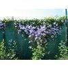 Plamének 'Skyfall'  Clematis 'Skyfall'