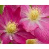 clematis asao (4)