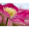 clematis asao (6)