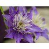 Plamének 'Multi Blue'  Clematis 'Multi Blue'