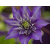 Plamének 'Multi Blue'  Clematis 'Multi Blue'
