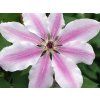 Plamének 'Nelly Moser'  Clematis 'Nelly Moser'