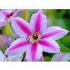 Plamének 'Nelly Moser'  Clematis 'Nelly Moser'