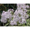 Phlox paniculata Panaschierte Flammenblume Creme de Menthe Nora Leigh lichtnelke OWZ I