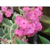 Plaménka latnatá 'Elizabeth' - Phlox paniculata 'Elizabeth'  Phlox paniculata 'Elizabeth'