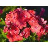 Phlox Orange Perfection