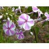 Plaménka maculata 'Natascha' - Phlox maculata  'Natascha'  Phlox maculata 'Natascha'