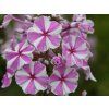Plaménka maculata 'Natascha' - Phlox maculata  'Natascha'  Phlox maculata 'Natascha'